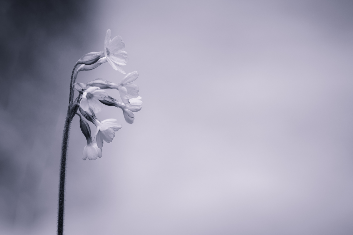 告別式、花葬、簡單喪禮、環保喪禮、環保葬、花葬懶人包、樹葬、海葬